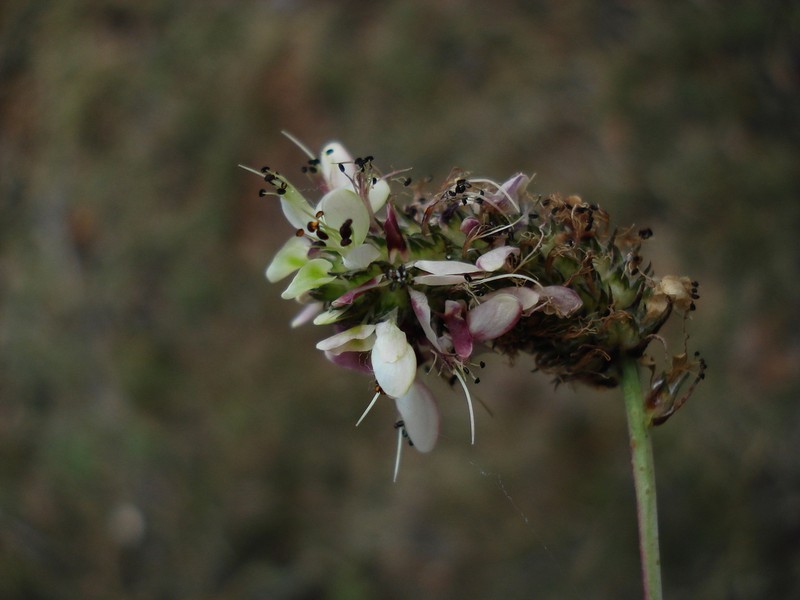 Dalea mucronata photo 2