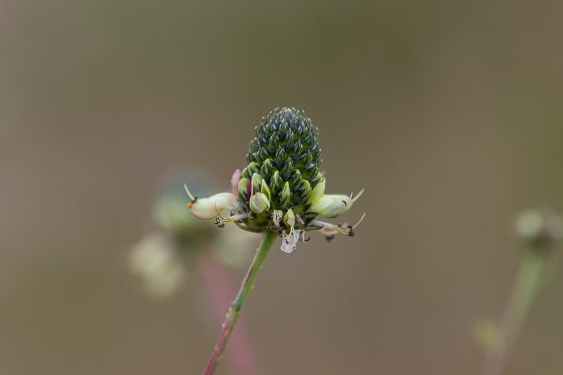 Dalea mucronata photo 3