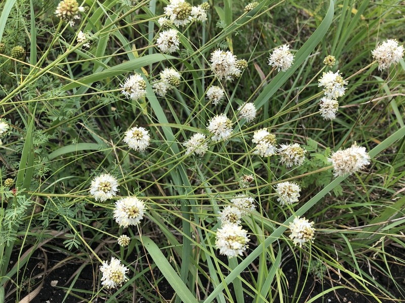 Roundhead Prairie Clover