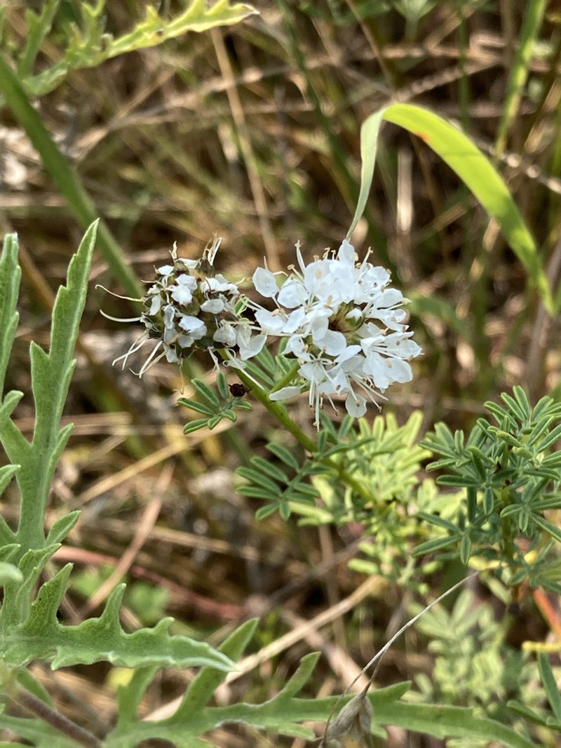 Roundhead Prairie Clover photo 2