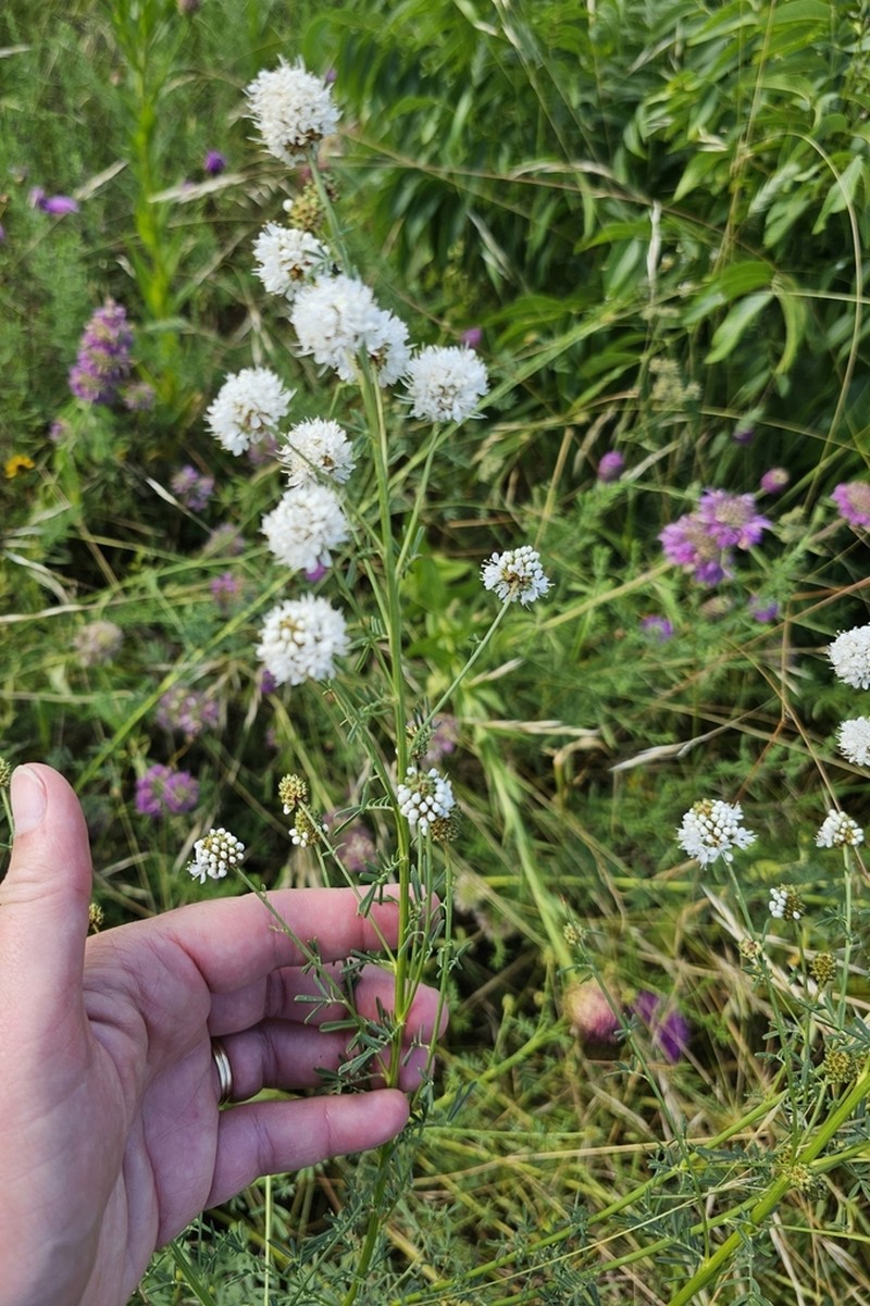 Roundhead Prairie Clover photo 3