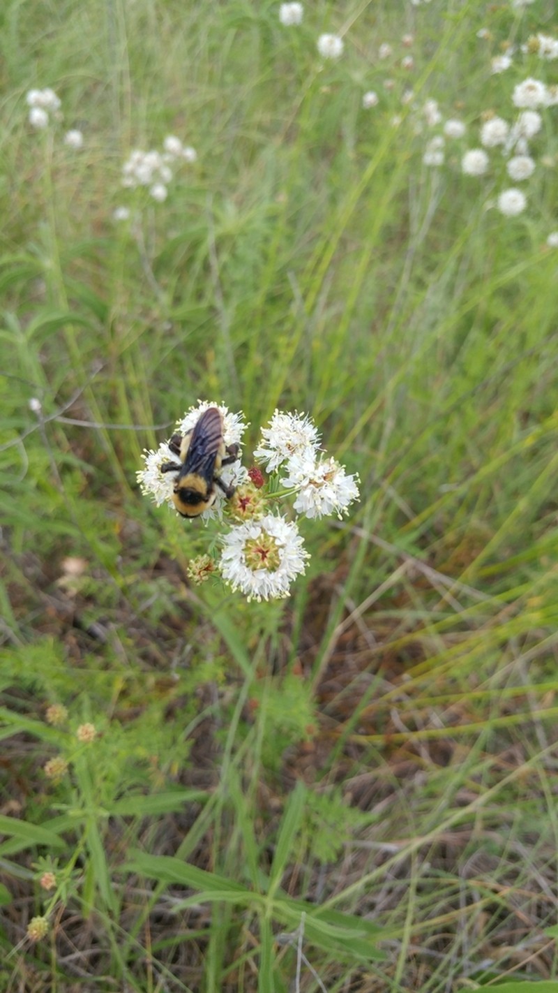 Roundhead Prairie Clover photo 4