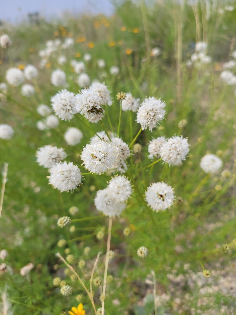 Roundhead Prairie Clover photo 5