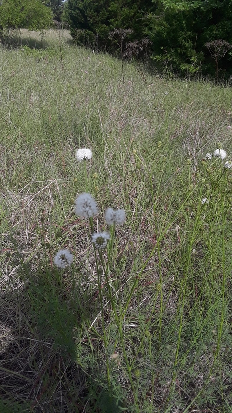 Roundhead Prairie Clover photo 6