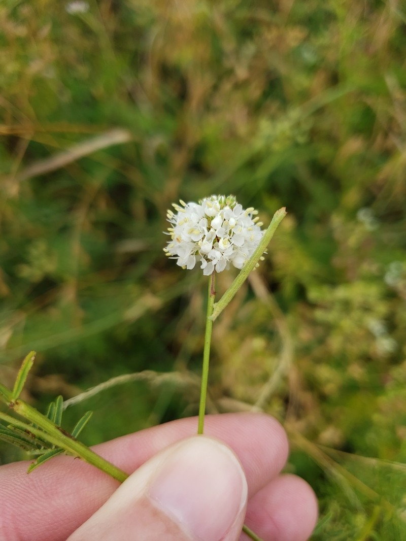 Roundhead Prairie Clover photo 7