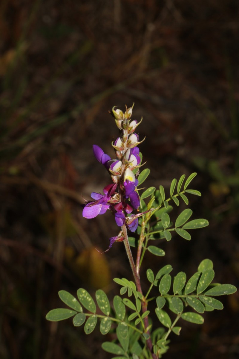 Dalea myriadenia