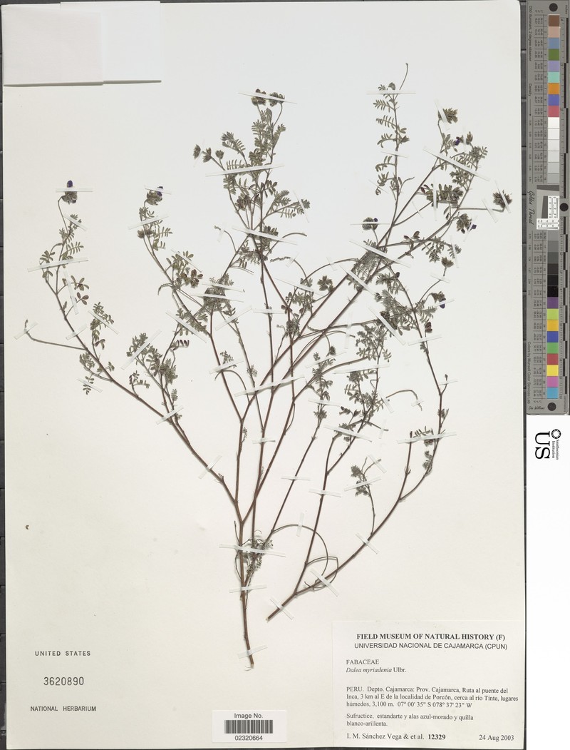 Dalea myriadenia photo 2