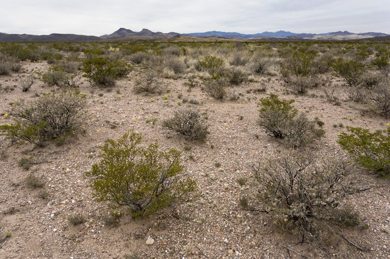 Dwarf Prairie Clover