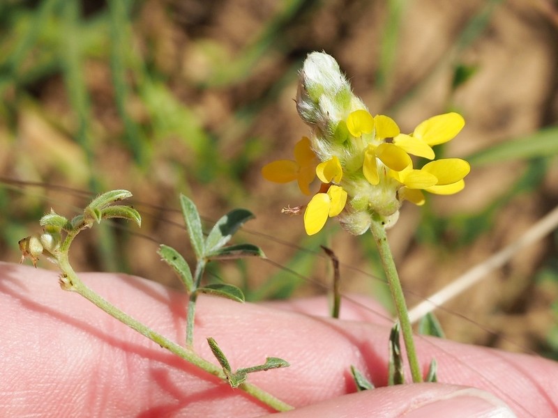 Dwarf Prairie Clover