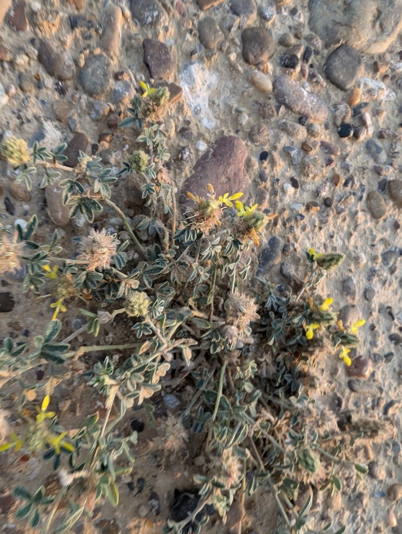 Dwarf Prairie Clover photo 2