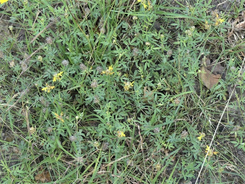 Dwarf Prairie Clover photo 3
