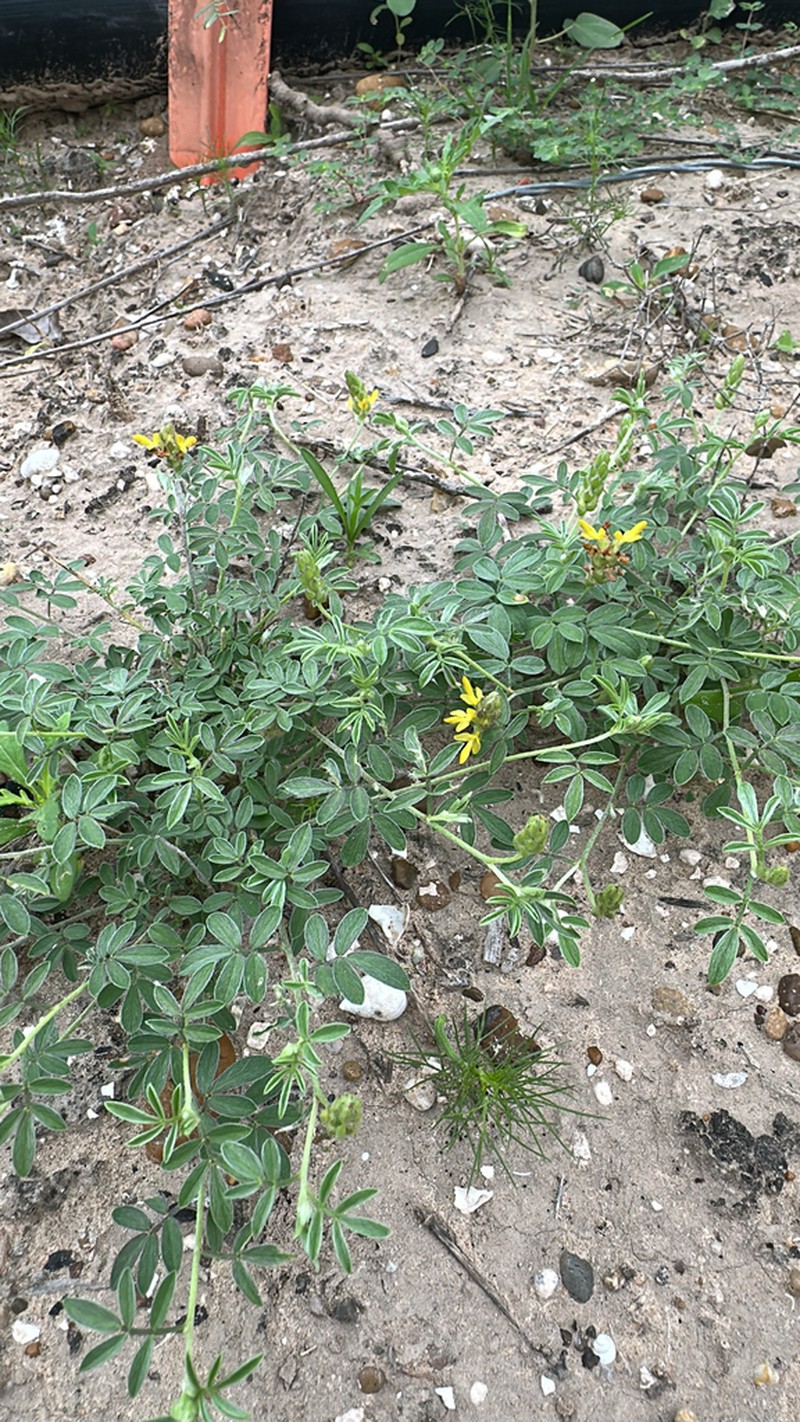 Dwarf Prairie Clover photo 5