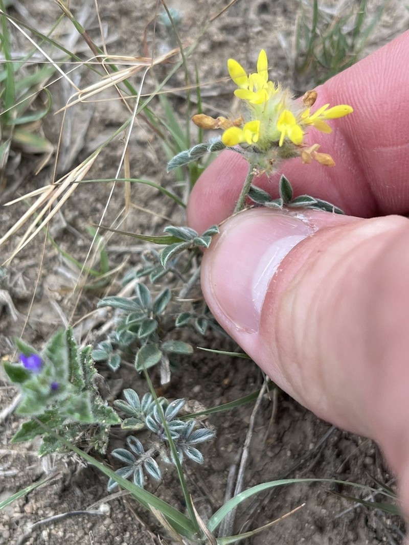 Dwarf Prairie Clover photo 6