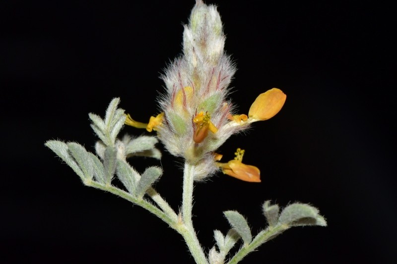 Dwarf Prairie Clover photo 7