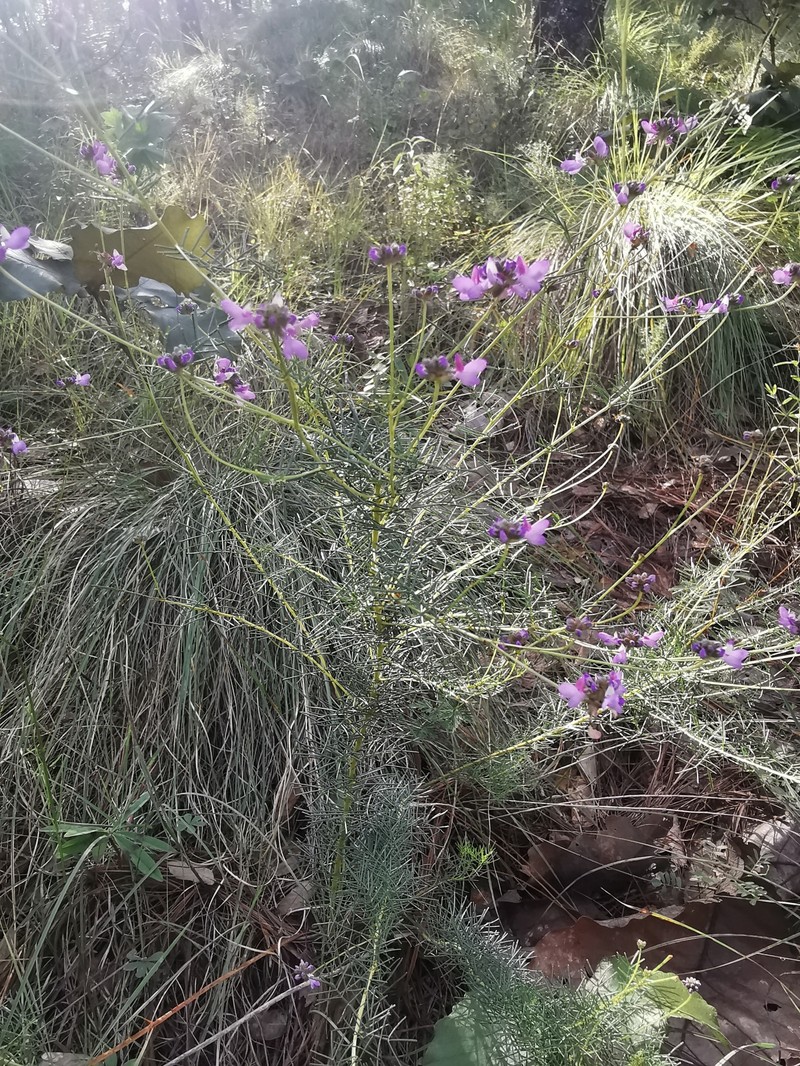 Dalea nemaphyllidia photo 2