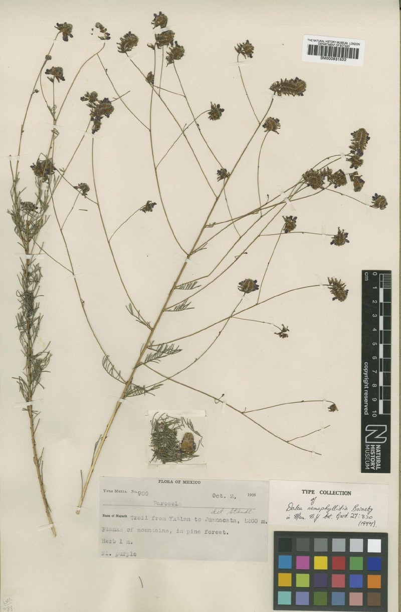 Dalea nemaphyllidia photo 3