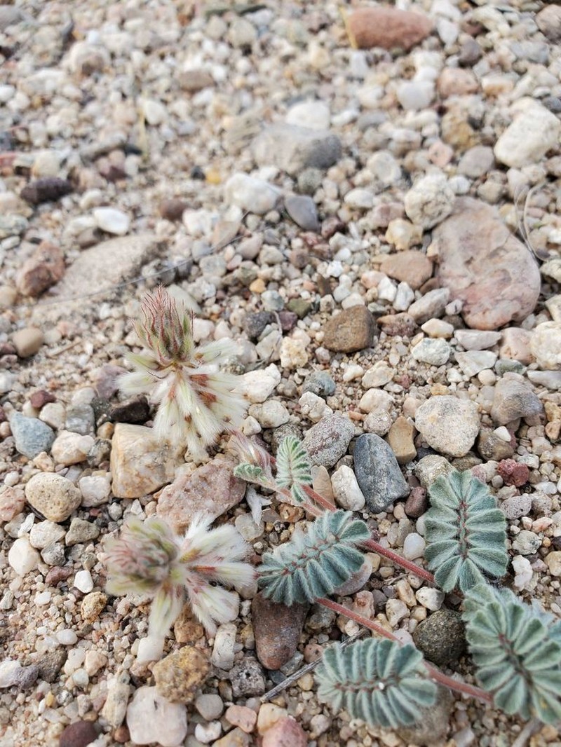 Downy Prairie Clover photo 2