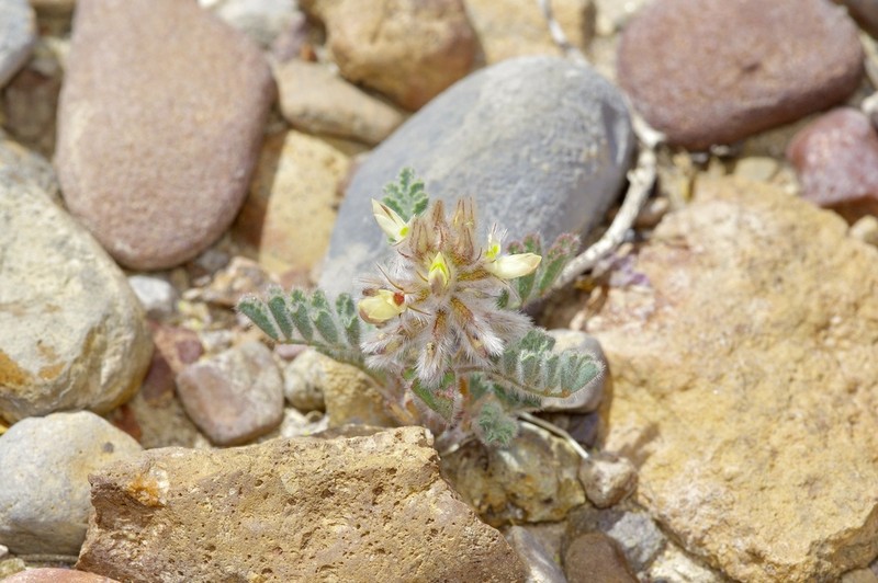 Downy Prairie Clover photo 3