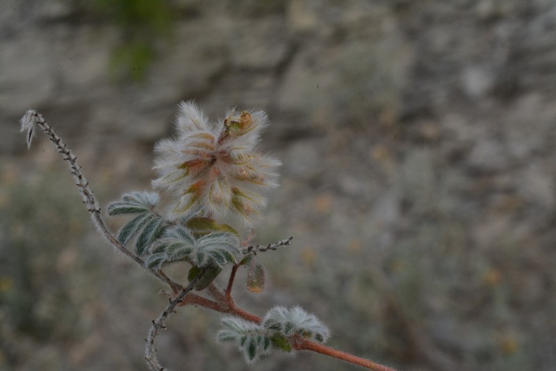 Downy Prairie Clover photo 4
