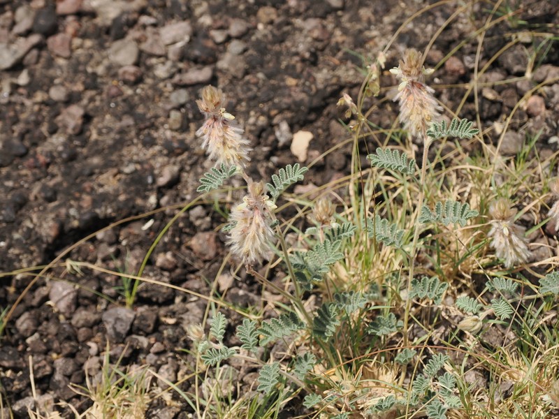 Downy Prairie Clover photo 5