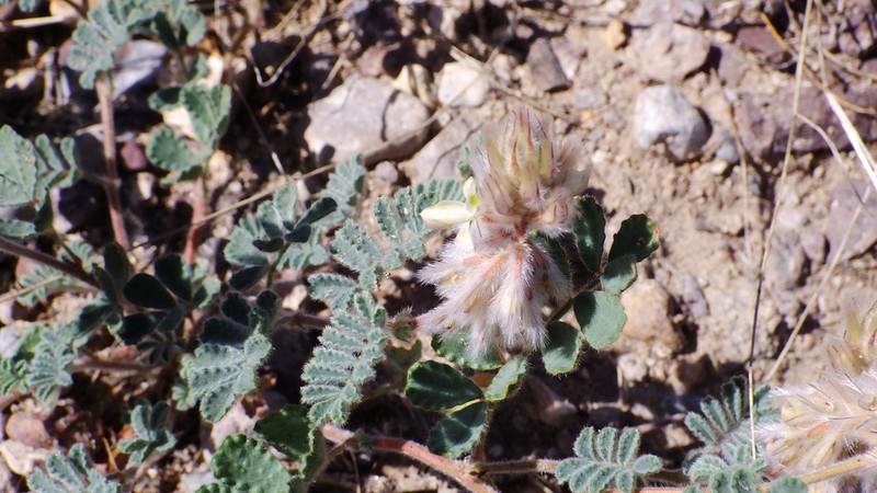 Downy Prairie Clover photo 7