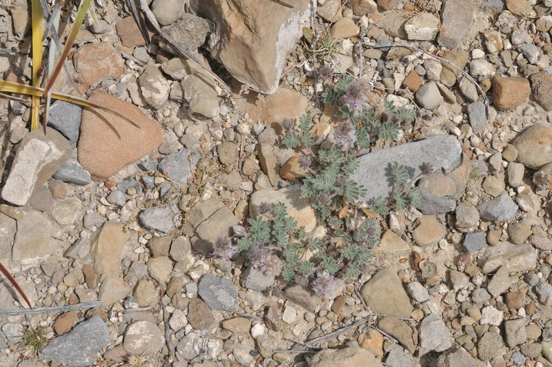 Downy Prairie Clover photo 8