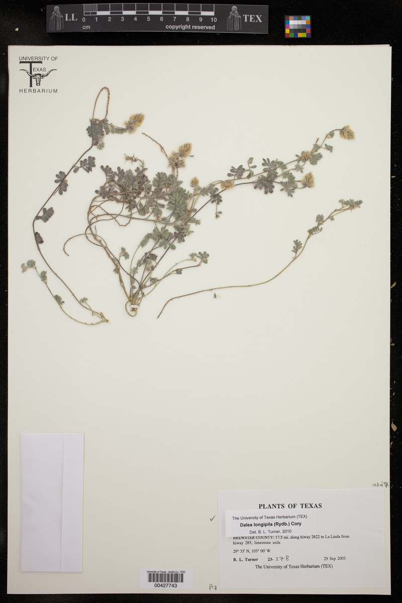 Dalea neomexicana var. longipila photo 3