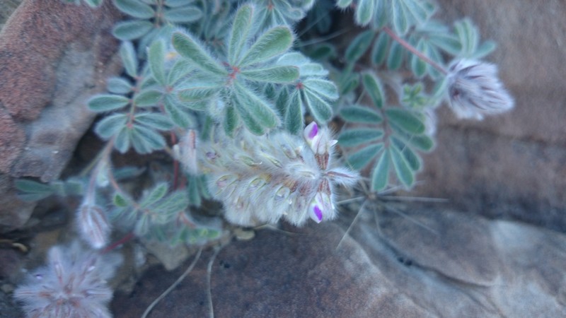 Dalea neomexicana var. longipila
