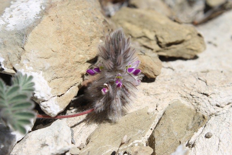 Dalea neomexicana var. longipila photo 2