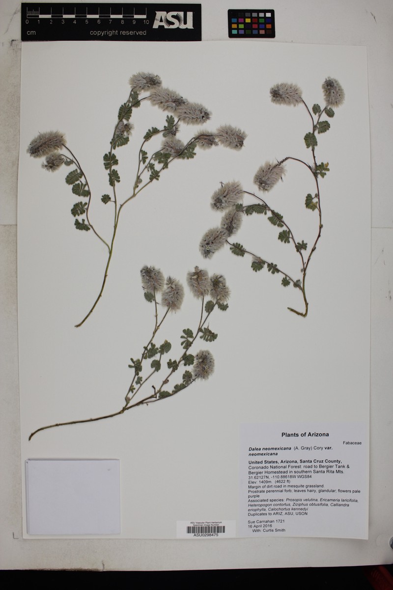 Dalea neomexicana var. neomexicana photo 2
