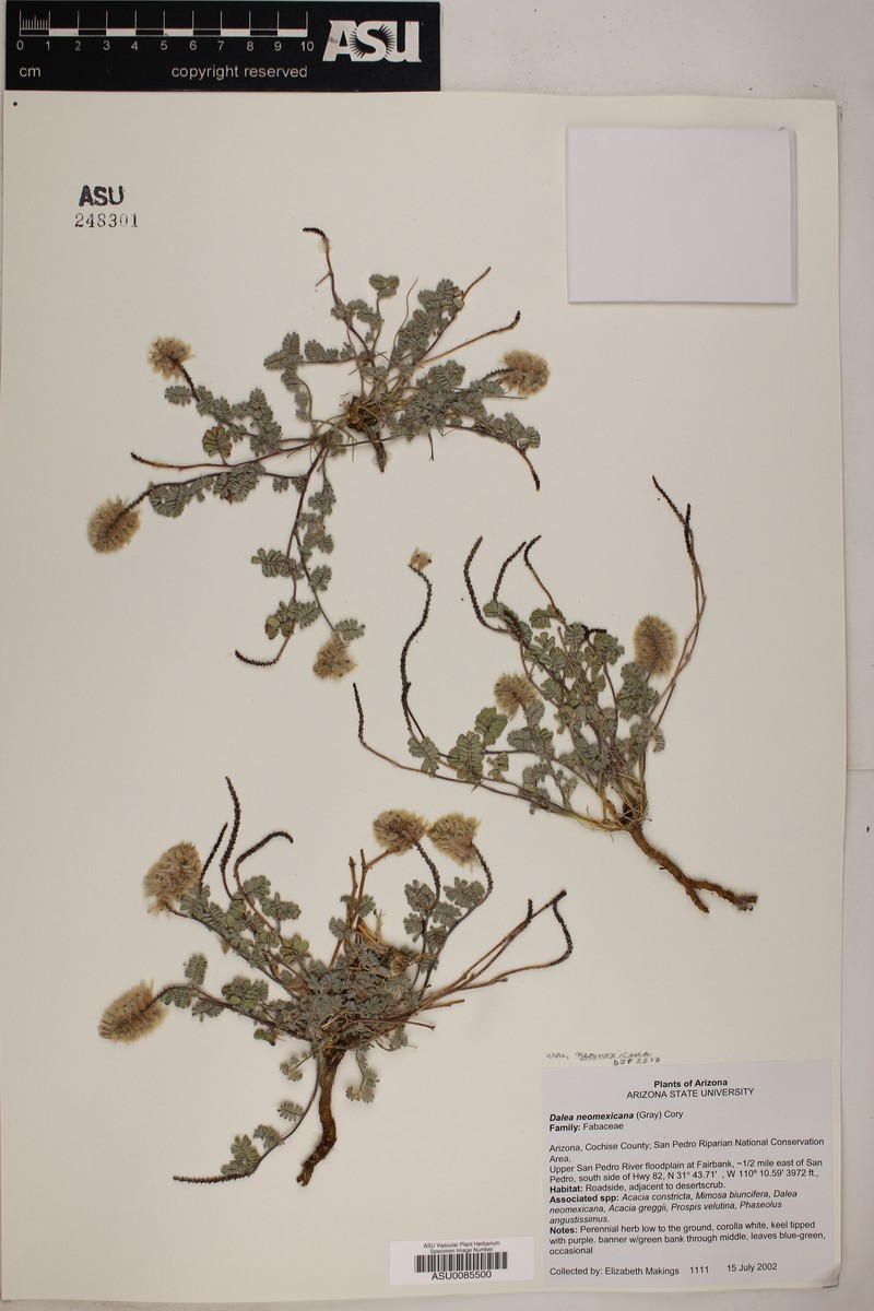 Dalea neomexicana var. neomexicana photo 3