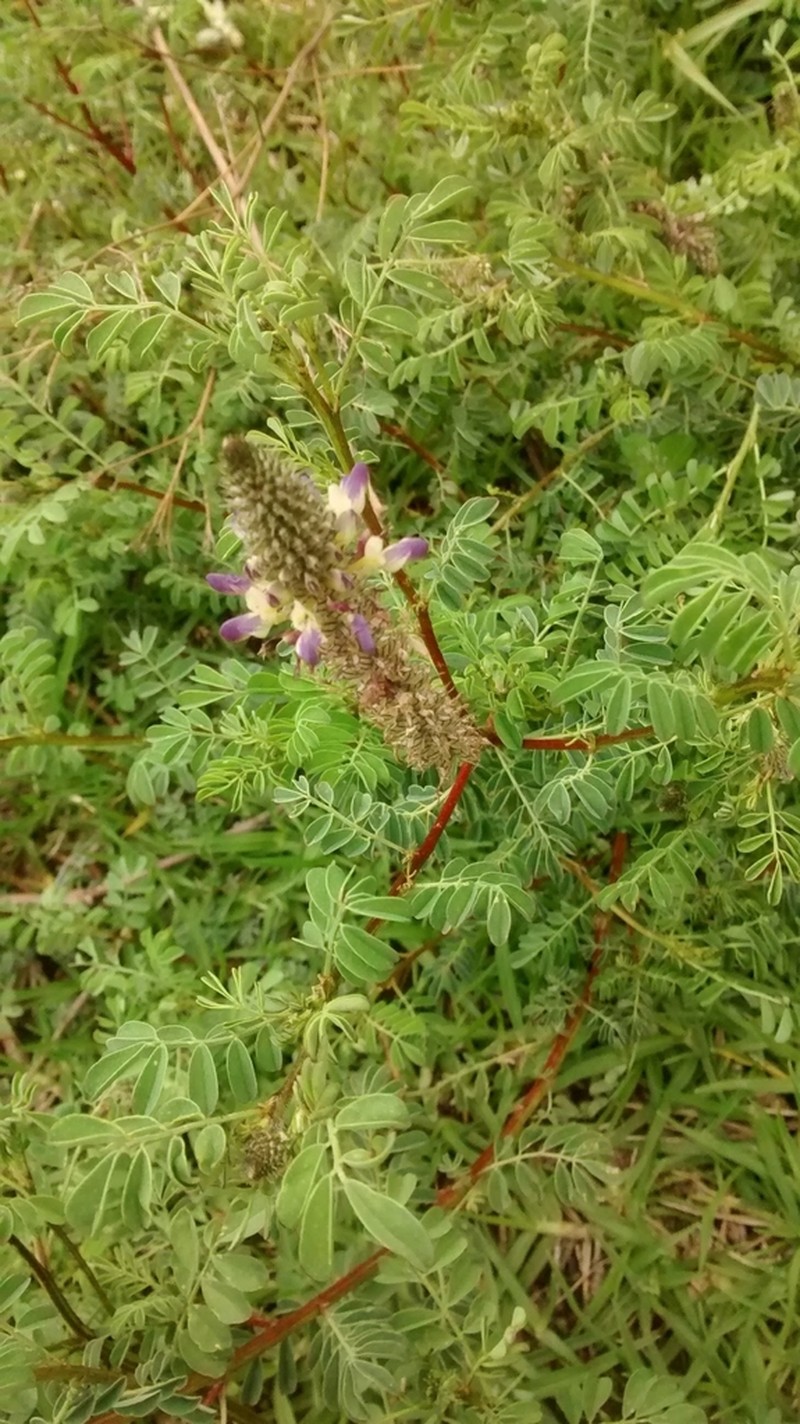 Dalea obovatifolia