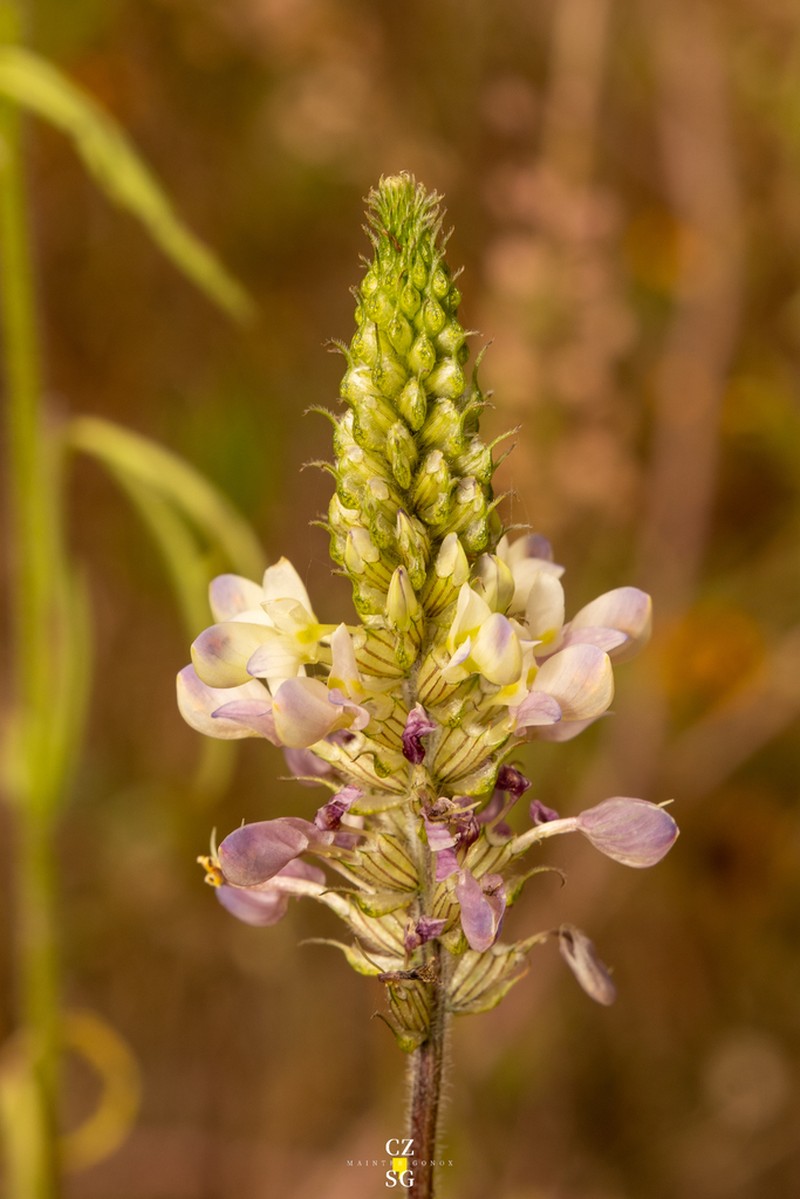 Dalea obovatifolia photo 2