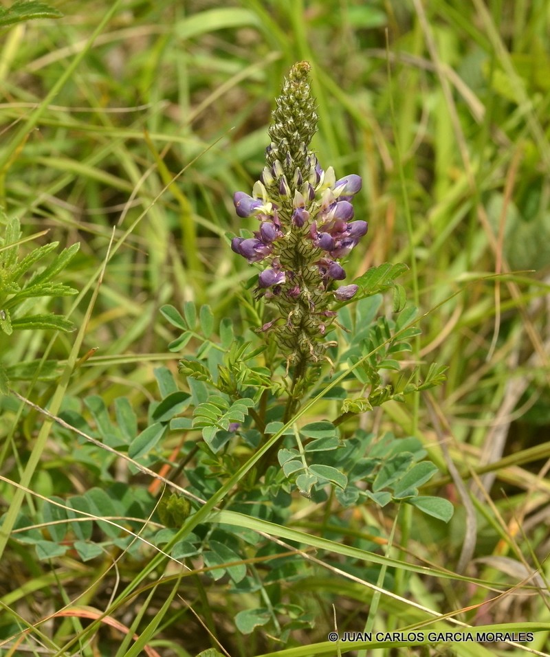 Dalea obovatifolia photo 3