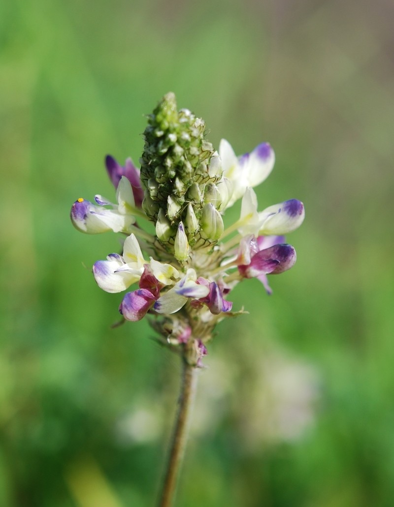 Dalea obovatifolia photo 4