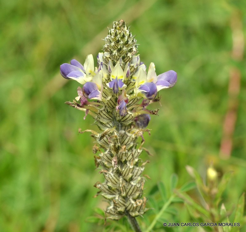 Dalea obovatifolia photo 5