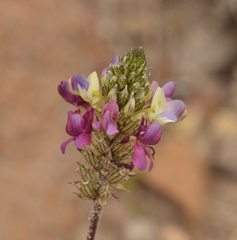 Dalea obovatifolia photo 6