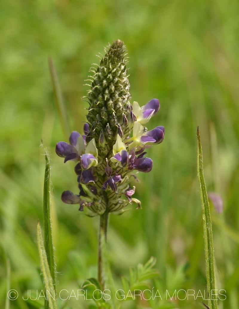 Dalea obovatifolia photo 7