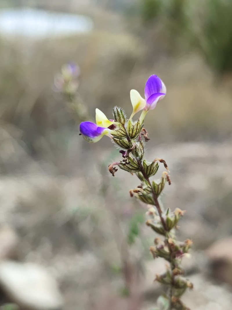 Dalea obovatifolia photo 8