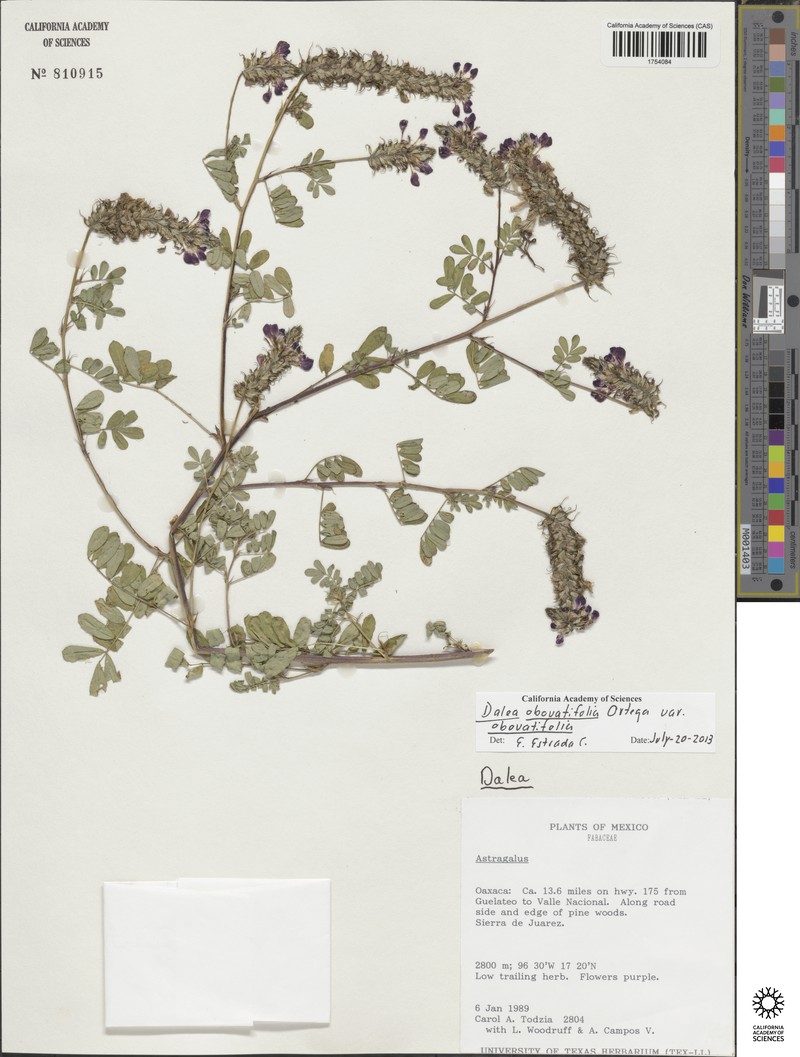 Dalea obovatifolia var. obovatifolia photo 2