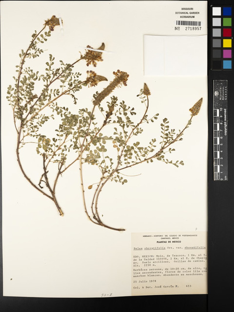 Dalea obovatifolia var. obovatifolia photo 3