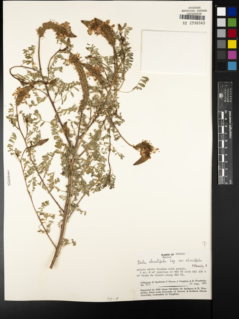 Dalea obovatifolia var. obovatifolia photo 4