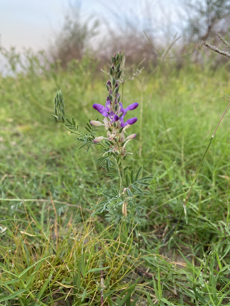 Dalea obovatifolia var. uncifera