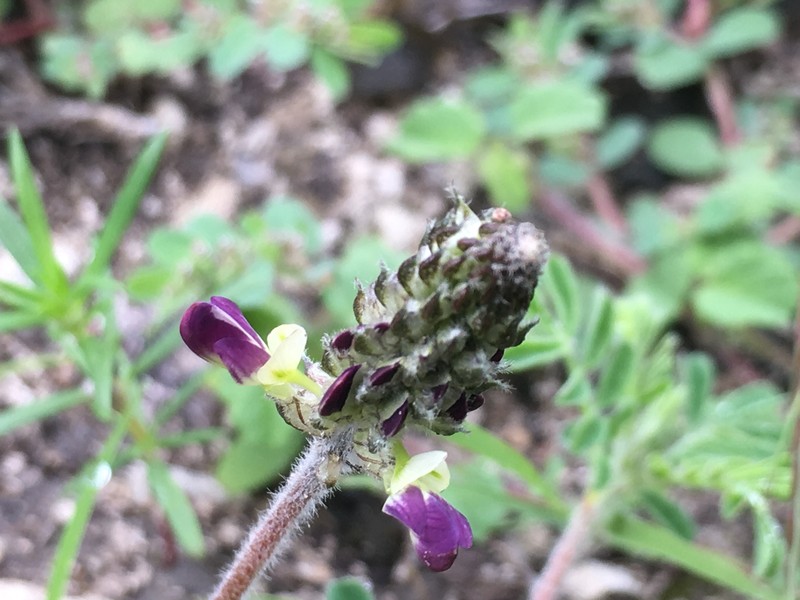 Dalea obovatifolia var. uncifera photo 2