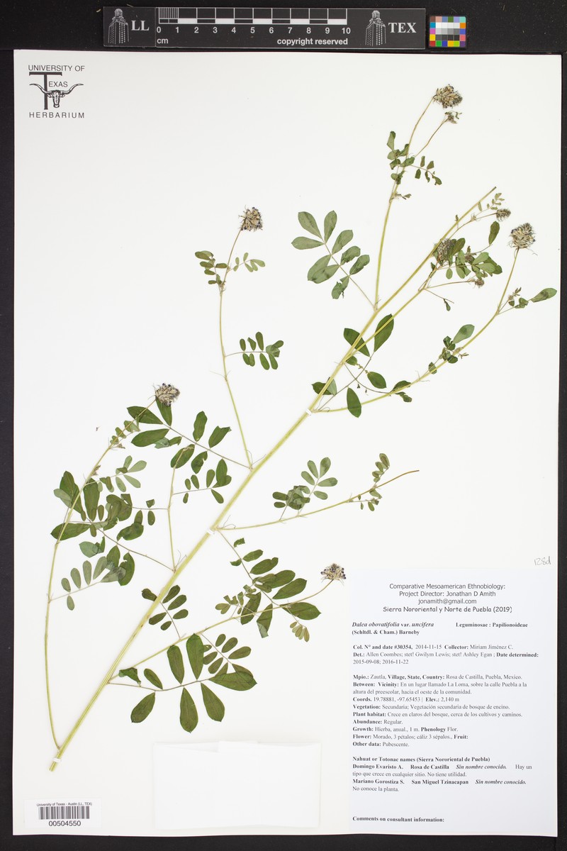 Dalea obovatifolia var. uncifera photo 3