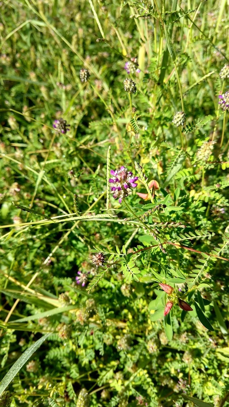 Dalea obreniformis
