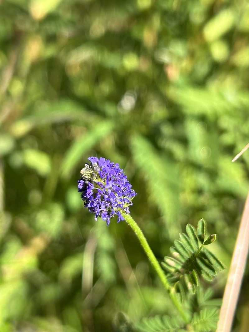 Dalea obreniformis photo 2