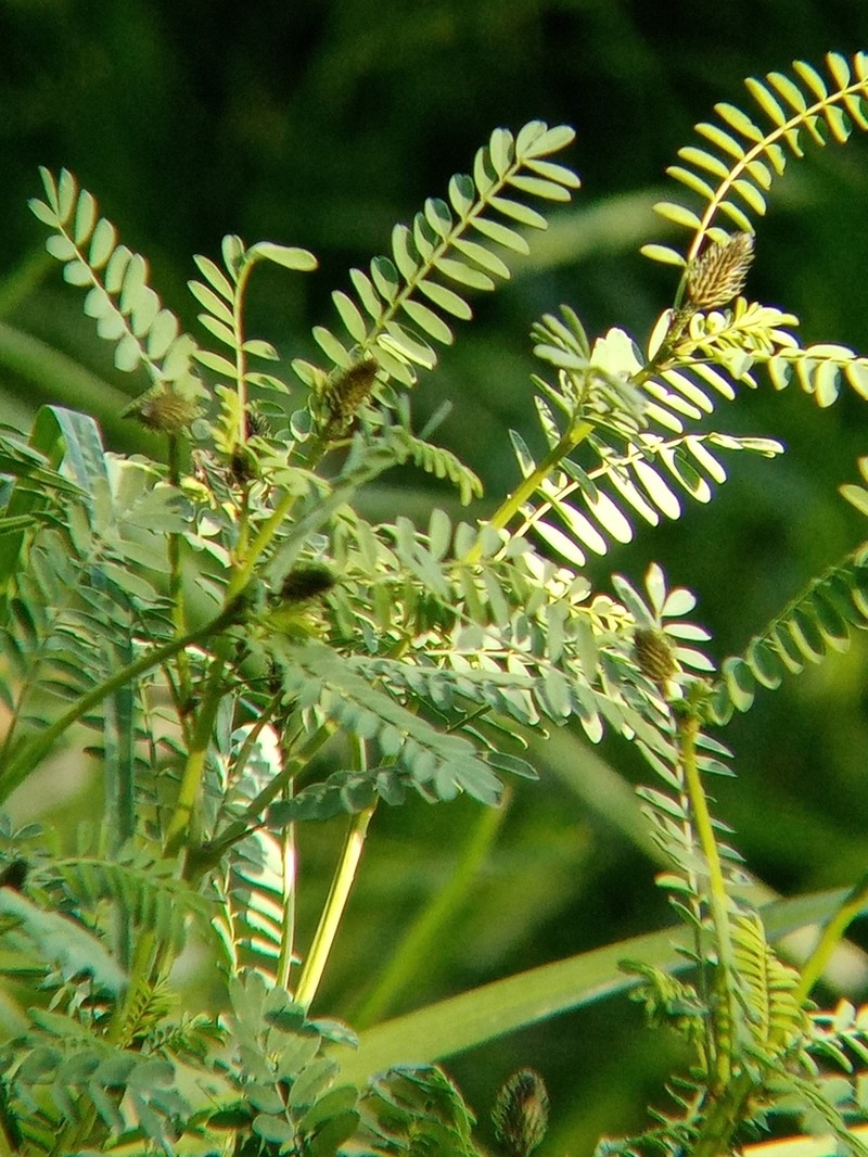 Dalea obreniformis photo 3