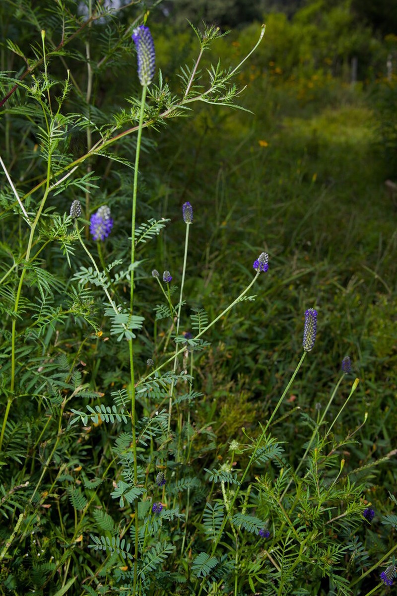Dalea obreniformis photo 4