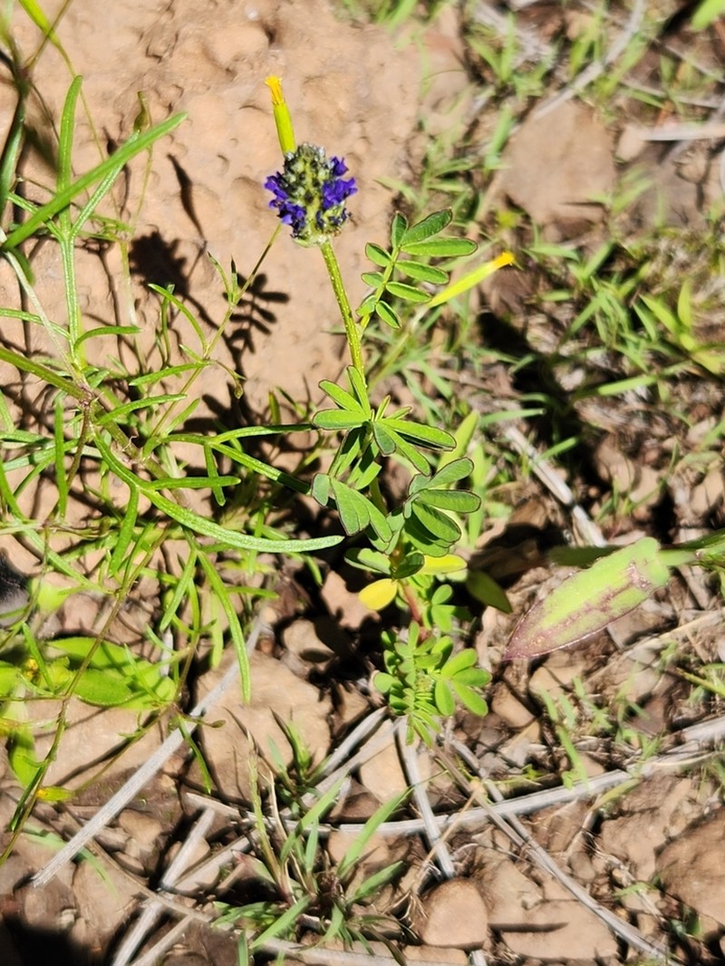 Dalea obreniformis photo 5